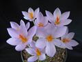 Crocus